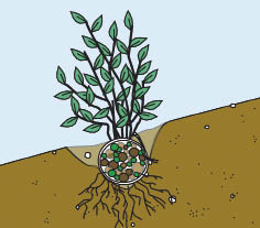 Figure 10.114b - Live fascines are long bundles of cuttings placed in trenches constructed perpendicular to the slope. The bundles are placed in contact with the soil, with the upper portion of the fascine covered by a thin layer of soil (A). Fascines initiate shoots and roots in the spring, and are established by early summer (B). 