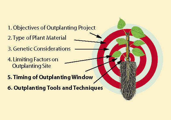 Figure 10.115 - The final two steps of the Target Seedling Concept, the Outplanting Window and Planting Tools and Techniques, must be considered before initiating planting projects (adapted from Landis and Dumroese 2006).