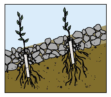Figure 10.124 - Engineered structures of gabions and riprap require tall nursery stock and special installation techniques. When properly done, however, plants survive and grow well and greatly increase the visual appearance of the structure. 