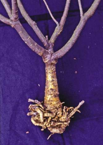 Figure 10.128a - Roots will circle and accumulate at the bottom of some container types (A), especially if the stock has been held too long. Pruning these roots at planting will ensure that new roots will promptly grow out into the surrounding soil (B).