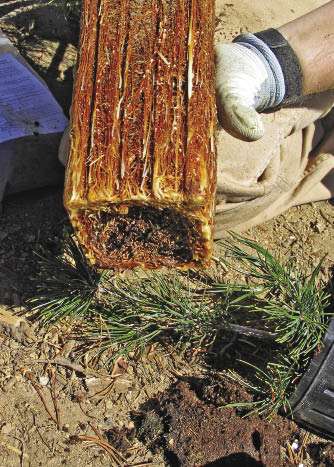 Figure 10.128b - Roots will circle and accumulate at the bottom of some container types (A), especially if the stock has been held too long. Pruning these roots at planting will ensure that new roots will promptly grow out into the surrounding soil (B).