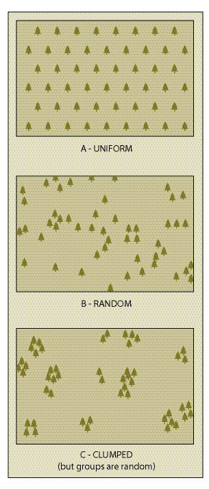 Figure 10.119 - The objectives of the outplanting project and desired appearance affect planting patterns. If the objective is rapid growth and quick site coverage, the plants can be regularly spaced (A). However, plants spaced in a more random pattern mimic natural conditions (B), and a random clumped pattern where different species are planted in groups is often the most natural appearing (C) (adapted from Landis and Dumroese 2006).