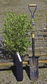 Figure 10.120a - Specialized "tile spade" shovels are ideal for planting a wide variety of nursery stock on restoration sites (A). Commercial planting shovels feature a reinforced blade (B) and rubber-padded footplates (C). Working the long shovel blade back and forth breaks up compacted soil and creates planting holes deep enough for large container stock (D).