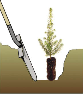 Figure 10.120d - Specialized "tile spade" shovels are ideal for planting a wide variety of nursery stock on restoration sites (A). Commercial planting shovels feature a reinforced blade (B) and rubber-padded footplates (C). Working the long shovel blade back and forth breaks up compacted soil and creates planting holes deep enough for large container stock (D).