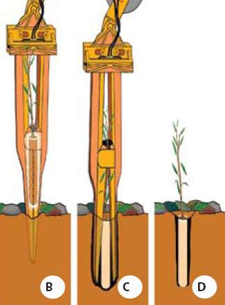 Figure 10.122bcd - The expandable stinger is operated by placing a long container or hardwood cutting into the chamber (A). The arm of the excavator pushes the point of the stinger into the soil to the appropriate planting depth for the root system (B) and the beak opens, shattering the soil (if it is compacted) and creating a hole (C). The stinger is removed and the plant remains in place as soil collapses around the sides of the plug (D).