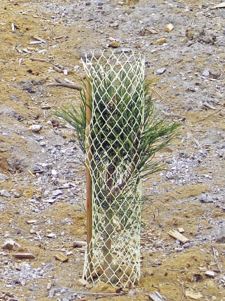 Figure 10.130 - Rigid netting can protect seedlings from deer, elk, and gopher damage. The netting in this picture was installed 3 inches below the ground line to protect the seedling from gophers while the foliage and terminal leader is protected from deer and elk browsing.