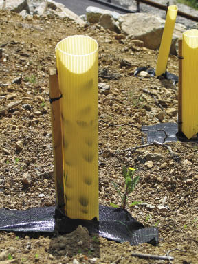 Figure 10.132 - Corrugated plastic tree shelters create a microclimate around seedlings to enhance moisture and temperatures for seedling growth. In addition, they protect plants from animal browsing.