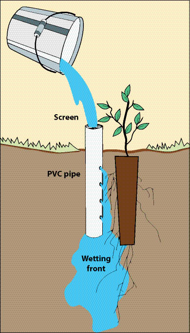 Figure 10.136 - Deep pot irrigation uses an open-ended PVC pipe placed next to a planted seedling. Small holes (1 mm) are drilled 2 to 3 inches down the pipe and positioned toward the root system. A screen is placed over the top of the pipe to keep animals out. The size of the pipe and placement is designed to deliver the appropriate amount of water to actively growing roots (modified after Bainbridge 2006b).