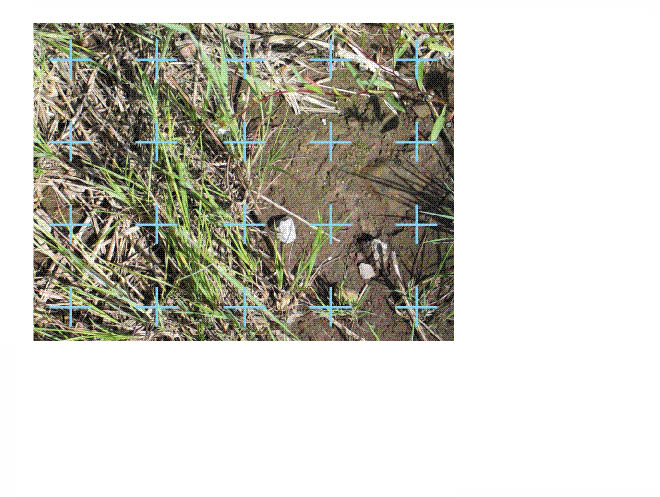 Figure 12.5 - For the soil cover protocol, a 20 point grid is randomly positioned on a digital photograph of the plot. Soil cover attributes are identified where the point hits. In this example, there are 8 "soil" points (40%), 3 "grass" (15%), 7 "dead vegetation" (35%), and 2 "straw mulch" (10%).