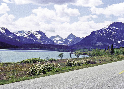 Figure 1.10 - Native roadside revegetation in Glacier National Park. Photo by Tara Luna.