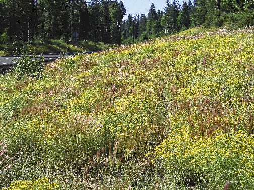 Figure 1.6 - The establishment of native plant communities is the cornerstone of ecological restoration.