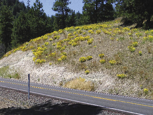 Roadside Revegetation Portal—An Integrated Approach to Establishing Native  Plants