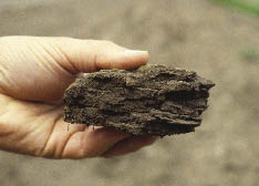 Figure 5.14 - Compacted soils are created by heavy equipment operating over soil. The large pore spaces are compressed and the soils often form a platy structure as shown in this photograph.