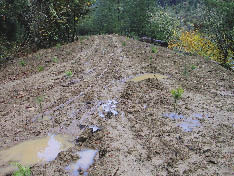 Figure 5.15 - Compacted soils drain very slowly, as the puddles on the surface of the obliterated road in this photograph indicate. During rainfall or snowmelt, soils can stay saturated for days and even weeks. Establishing seedlings during this period can be very difficult because roots cannot survive when soils are poorly drained. Seedlings shown in this photograph were dead within three months.