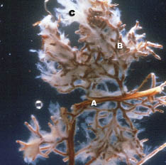 Figure 5.19 - Mycorrhizal fungi can greatly increase the surface area of the root system. The ectomycorrhizal fungi attached to the pine root system (A) comprise most of the absorptive surface shown in this photograph. The mycorrhizae include brown branched structures (B) and white hyphae or filaments (C). (Photo courtesy of Mike Amaranthus, Mycorrhizal Applications).