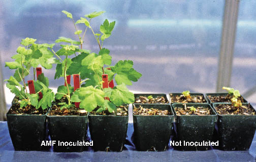 Figure 5.20 - The response to the addition of mycorrhizae spores to non-inoculated seedlings can sometimes be dramatic. Both sets of sticky currant (Ribes viscosissimum) seedlings shown in this photograph were stunted for months after seed germination. AMF spores were applied to the surface of each seedling container on the left with immediate growth response, while those on the right remained stressed (photo taken 50 days after inoculation).