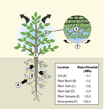 Figure 5.23 - Plant moisture stress (PMS) is a measure of the tension or pull of moisture through a vascular plant. Much like a straw, when the demand for moisture at the surface of leaves is high, moisture is drawn from the stomata. This creates a pull of water through the leaves, stem, and down to the roots, which draws water from the soil.