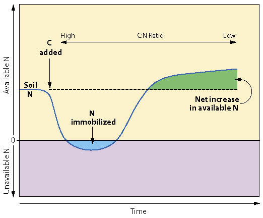 Figure 5.32 - Available nitrogen (N) levels change as organic matter carbon (C) is added to the soil. High ratios move to low ratios during decomposition. Nitrogen is tied up in microorganisms during the immobilization phase (blue shaded area) and unavailable to plants. With time, nitrogen becomes available again and, at some point, exceeds the original level (green shaded area). Nitrogen is then released at a constant rate (modified after Havlin and others 1999).