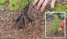 Figure 5.41 - Continual freeze-thaw conditions can push root systems of planted seedlings out of the ground, reducing growth and potentially killing seedlings.