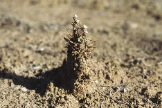 Figure 5.43 - Soil cover protects the surface from rainfall impact. Not only is soil removed during rainstorms, affecting germination and seedling establishment, but seedlings that do emerge can be covered with soil that splashes from rainfall impact. Seedlings will not grow through an encasement of soil.