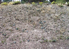 Figure 5.45 - Semi-arid, arid, and cold sites often take more than one year to fully revegetate. Photo A shows the vegetative establishment one year after hydroseeding on a semi-arid site; bare soil exceeds 60%. Photo B shows the same site almost 2 years after sowing; vegetation has fully established. Soil cover methods in these cases must last several years for soil protection and plant establishment.