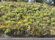 Figure 5.45 - Semi-arid, arid, and cold sites often take more than one year to fully revegetate. Photo A shows the vegetative establishment one year after hydroseeding on a semi-arid site; bare soil exceeds 60%. Photo B shows the same site almost 2 years after sowing; vegetation has fully established. Soil cover methods in these cases must last several years for soil protection and plant establishment.