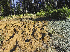 Figure 5.46 - Soils low in clays and high in sands have very low surface strength. Not only are they prone to surface erosion, but even walking on them can leave the surface in a very disrupted condition.