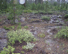 Figure 5.47 - When precipitation exceeds infiltration rates, water collects on the surface of the soil and begins to move downslope, causing erosion. On this site, litter and duff layers that typically protect the surface from rainfall impact have been removed, causing low infiltration rates.