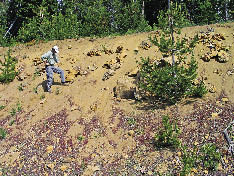 Figure 5.49 - When cut and fill slopes reach their angle of repose, non-cohesive soils move downslope at a continuous rate. The soil surface is constantly moving and never stable long enough for seeds to germinate and plants to become established. These slopes can remain barren for years. Soils that are high in sands and gravels are the most susceptible to dry ravel. In this picture, trees became established below rock outcrops, where the surface was protected from dry ravel.