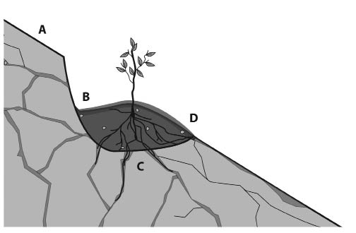 Figure 5.5 — Planting pockets are designed to capture water from upslope runoff (A), that collects in a slight depression (B). Captured water wets up the soil after each rainstorm and drains into the fractured bedrock (C). Soil is protected from surface erosion on the downhill side of the pocket with mulch or erosion fabric (D).