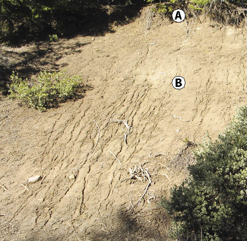 Figure 5.53 - Surface erosion increases with distance downslope. On this site, sheet erosion turns to rill erosion at point B. Mitigation that shortens slope lengths to less than the distance between A to B will reduce rill erosion.