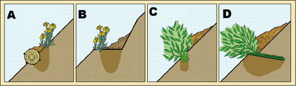 Figure 5.54 - Structures that shorten the slope length can slow surface runoff, collect sediments and increase soil moisture. Typical treatments include: a) placement of fiber rolls, logs, straw waddles, and compost berms; b) benches, steps, and trenches; c) willow waddles; and d) willow brush layers. Strategic placement of plants can take advantage of increased soil moisture by planting where roots can access the additional moisture. Most species do not respond well to being buried by sediment and should be planted above or below depositional areas (A and B). However, some species, such as willow, root where the stems are buried, and these species can be planted where sediments are expected to be deposited (C and D).