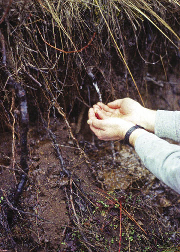 Figure 5.56 - Water pressure is great when soils are saturated (high pore water pressure). Slopes will release this pressure through channels (created by decomposing roots in this picture, or animal burrows, worm holes, and so on). When pressures become too great for the strength of the soil, slopes fail. This picture was taken 30 minutes before this road cut failed.