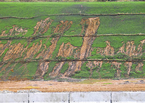 Figure 5.57 - In this photograph, a restrictive layer is very close to the soil surface. During a rain storm, water moved through the shallow soil layer and encountered a restrictive layer. Water then moved downslope, building up pressure, until the increased pore pressure and soil weight exceeded the strength of the soil to resist these forces. At this point, mid to lower slopes failed.