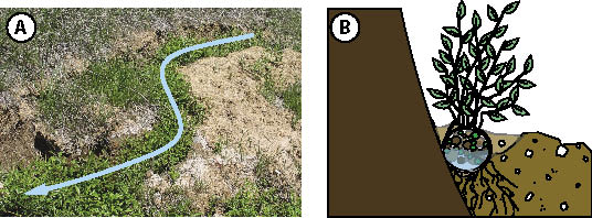 Figure 5.59 - Slumps are characterized by scarps, cracks, and benches. Water collects on the benches and in the cracks where it is transmitted into the slide mass, creating continued instability. Water can be removed through a series of hand-dug surface ditches. Using the cracks as guides for the location of ditches, they are filled in with soil and dug wide enough for a willow fascine (See Section 10.3.3.4, Live Fascines) to be placed in the bottom (A). Called "live pole drains" (Polster 1997), these structures not only quickly move surface water off the slide to more stable areas, but the willow cuttings in the fascines, encouraged by the presence of high soil moisture, grow into dense vegetation (B) that stabilize the slide through the deep rooting and dewatering.