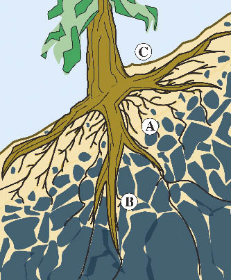 Figure 5.60 - Plant roots and stems increase slope stability by (A) reinforcing the surface horizon through a matrix of roots, (B) anchoring surface horizons to rock or subsoils, and (C) stems supporting the soil upslope.