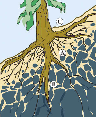 Figure 5.60 - Plant roots and stems increase slope stability by (A) reinforcing the surface horizon through a matrix of roots, (B) anchoring surface horizons to rock or subsoils, and (C) stems supporting the soil upslope.