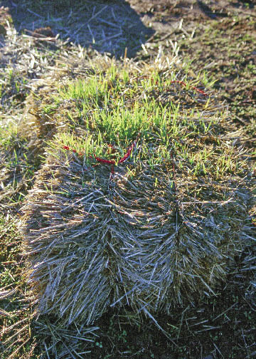 Figure 5.63 - Hay bales often contain seeds that will germinate on the site. Prior to purchasing hay, find out what species were grown in the field. Some states have certified weed-free programs. However, "weed-free" does not mean the hay will be seedless. Some of these seeds might not be desired in your project area.