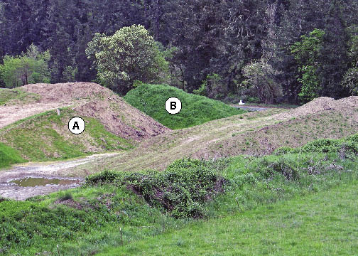 Figure 5.64 - Know the origin and quality of the topsoil. Topsoil sources contain seeds of the species that grew on them prior to salvage. In this picture, the topsoil pile on the right (B) was salvaged from a nearby pasture and the pile on the left (A) from an undisturbed native forest site. The pasture topsoil pile revegetated quickly (within 3 months after stockpiling) because of the abundance of non-native seeds in the soil. The forest topsoil revegetated slower because there were less seeds. Application of the pasture topsoil (B) resulted in a site dominated by introduced pasture plant species.