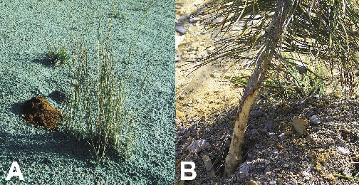 Figure 5.65 - Burrowing mounds (A) are a good indication of the presence of northern pocket gophers. One gopher can make up to 3 mounds per day. Besides covering surface vegetation with up to 18% of the surface area in mounds (Laycock and Richardson 1975), gophers also eat grass and forb roots, weakening or killing plants. Tree seedlings are killed when the stem and roots are eaten, as shown in (B).