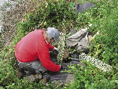 Figure 5.67 - Rigid plastic netting is placed around seedlings after planting to protect the young seedling from animal browsing. The plastic is photo-degradable and breaks down in several years after the seedling is established.