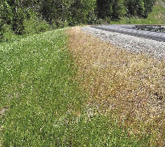 Figure 5.68 - Road maintenance treatments for control of vegetation include the use of herbicides on roadsides. There is no need to seed these areas if they will be treated chemically. A meeting with road maintenance personnel to understand how roadside vegetation will be managed can save revegetation costs and efforts.