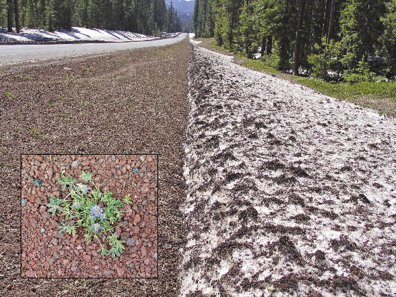 Figure 5.70 - Gravel applied to road surfaces in the winter for traction is swept or blown to the side, burying vegetation. Some species, such as Lupinus spp. (inset in lower left of photograph), have adapted to these conditions and do well. Species such as pinemat manzanita (Arctostaphylos nevadensis) also do well when covered by gravels because the plant will produce roots from buried stems.