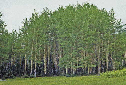 Figure 6.2 - Example of a specialist species. Aspen do not meet "workhorse" criteria because they are challenging to propagate and require special protection during outplanting. However, for a project in Umatilla National Forest, Oregon, aspen are important for ecological reasons and societal goals; therefore, aspen are included in revegetation as a "specialist" species.