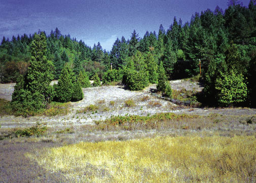 Figure 6.8 - The project site is located near Tiller, Oregon, where winters are wet and relatively mild, and summers are dry and hot. North slopes support Douglas-fir, incense cedar, and madrone. South slopes support ponderosa pine, oaks, and grasses. During the summer months, strong drying winds blow up the valley in the afternoon. Weather station records, from a U.S. Regional Climate Station located several miles away, show daily maximum summer temperatures in July and August averaging 84 °F.