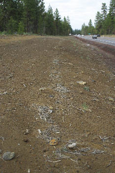 Figure 7.1A - Reference Site 1. This site has been barren since construction. Soils are compacted and sheet erosion is active.