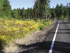 Figure 7.1B - Reference Site 2. This reference site is composed of squirreltail (Sitanion hystrix) and Oregon sunshine (Eriophyllum lanatum), representing the desired future condition of this project.