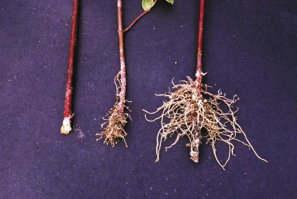 Inset 10.15 - Testing Method for Determining Rooting Potential for Willow and Cottonwood Species