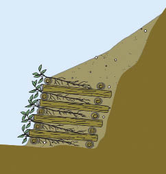 Inset 10.22a - When Should Seedlings or Rooted Cuttings be Substituted for Live Cuttings?