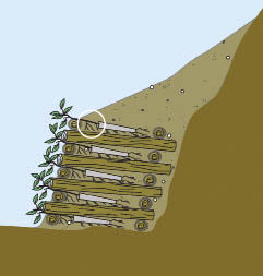 Inset 10.22b - When Should Seedlings or Rooted Cuttings be Substituted for Live Cuttings?